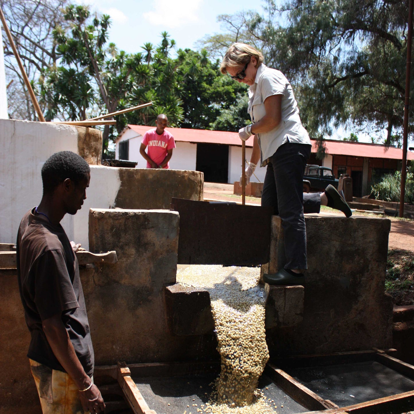 Tanzania Blackburn (Washed)
