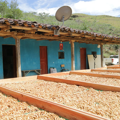 Ecuador El Alisal Sidra (Anaerobic Washed)