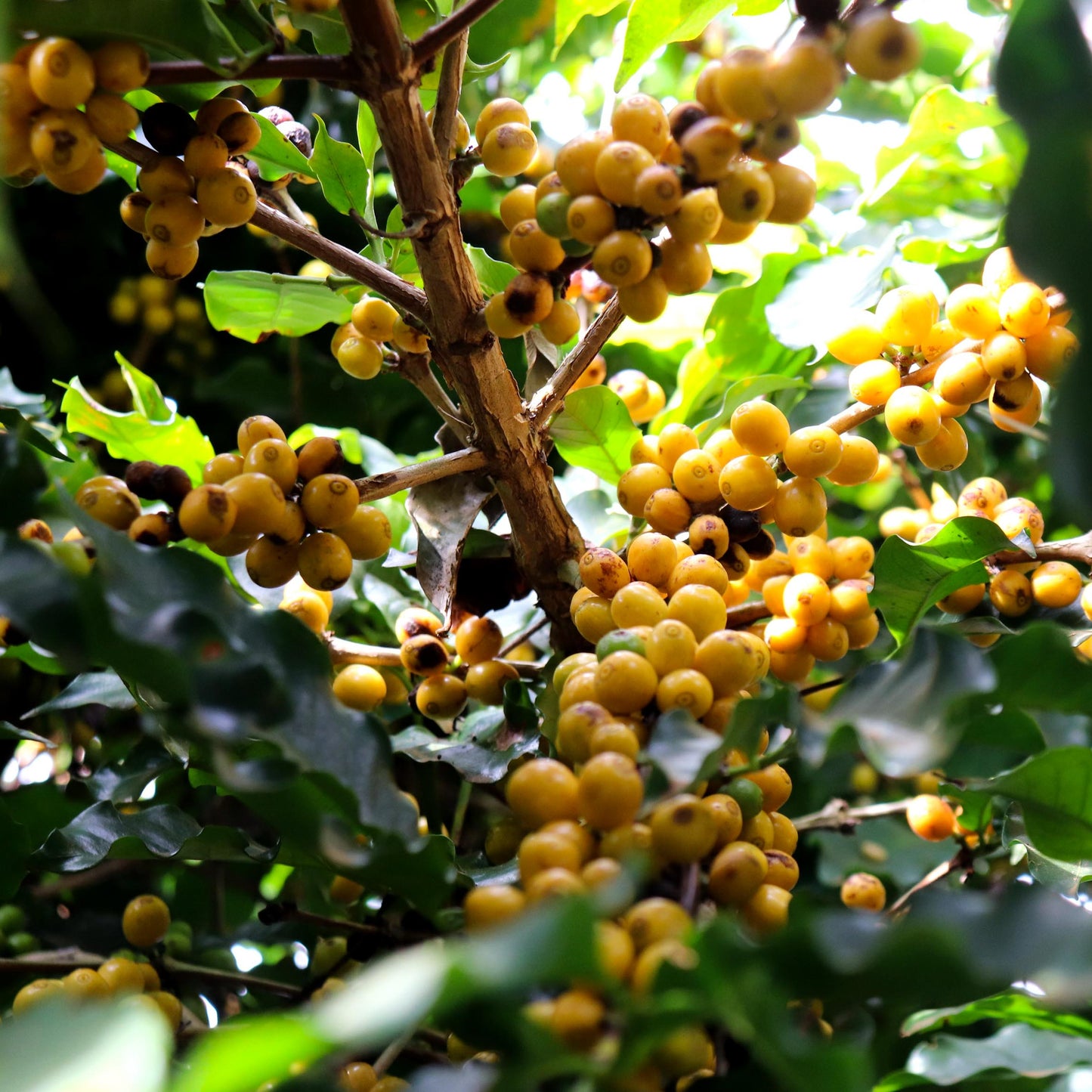 Brazil Santa Clara SanCup (Natural)