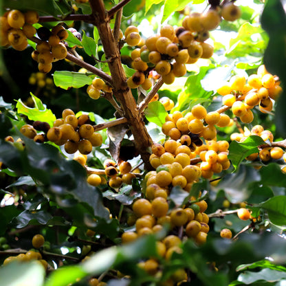 Brazil Santa Clara SanCup (Natural)