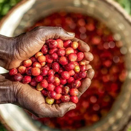 Kenya Great Rift Nandi (Anaerobic Natural)