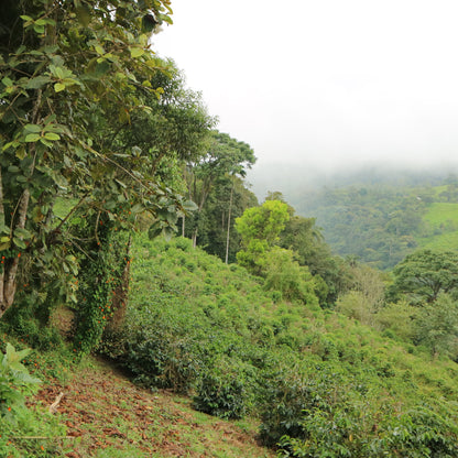 Ecuador San Agustin Heirloom (Natural)
